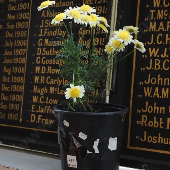 potted yellow daisy