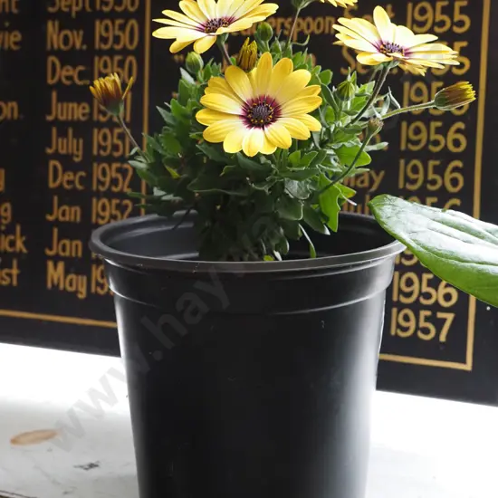 potted yellow daisy - red throat