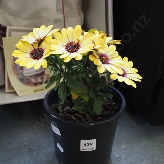 potted yellow daisy - red throat