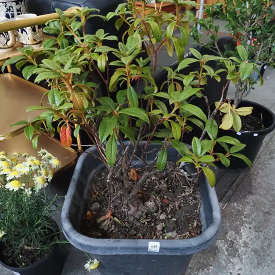 potted rhododendron