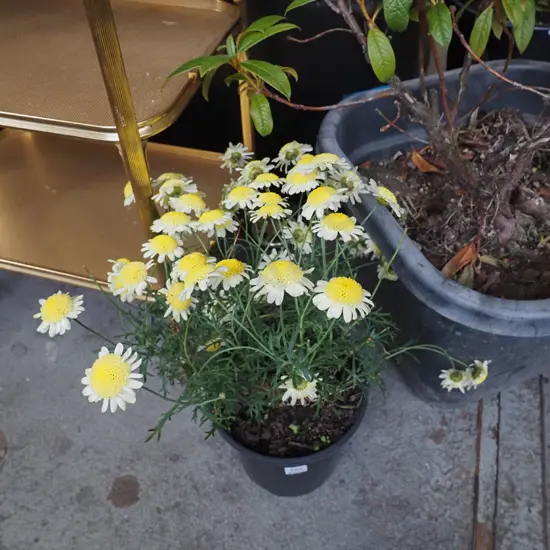 potted yellow daisies