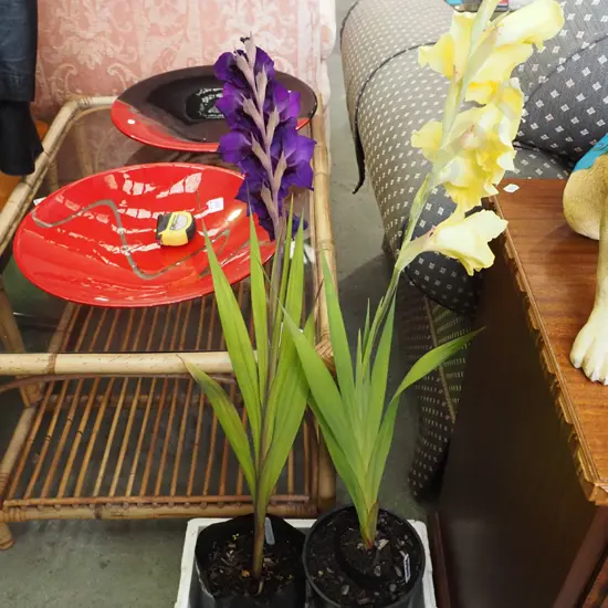 purple and yellow gladioli in planters
