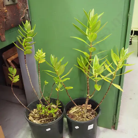 2x potted hebes