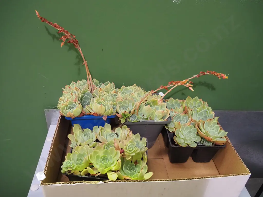 box of succulents Image 1++