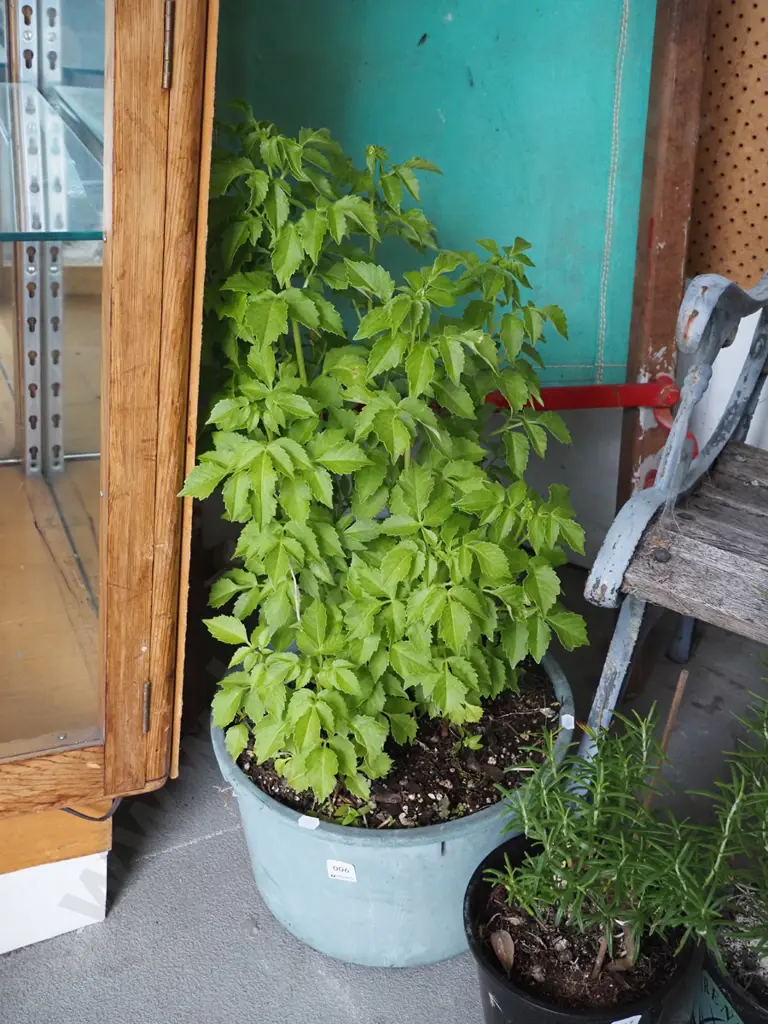 potted dahlia Image 1++