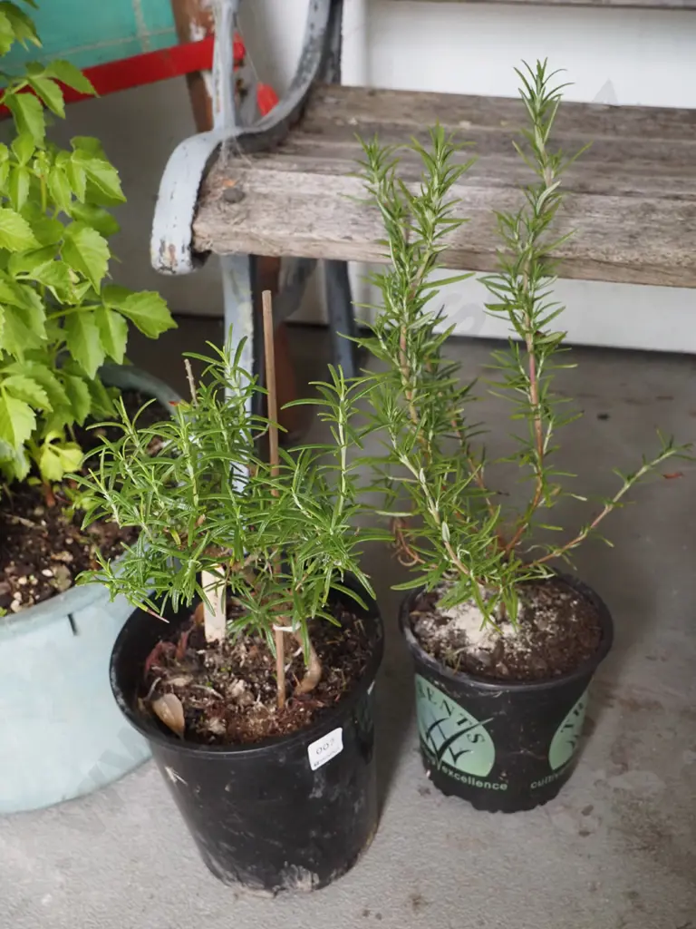 2x potted rosemary Image 1++