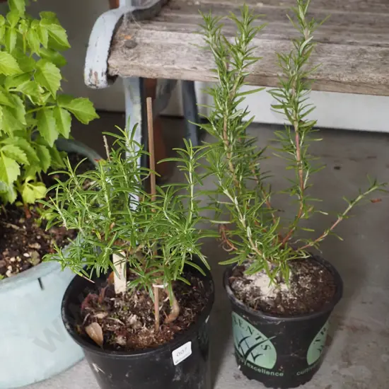 2x potted rosemary
