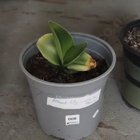 potted blood lily - white flower