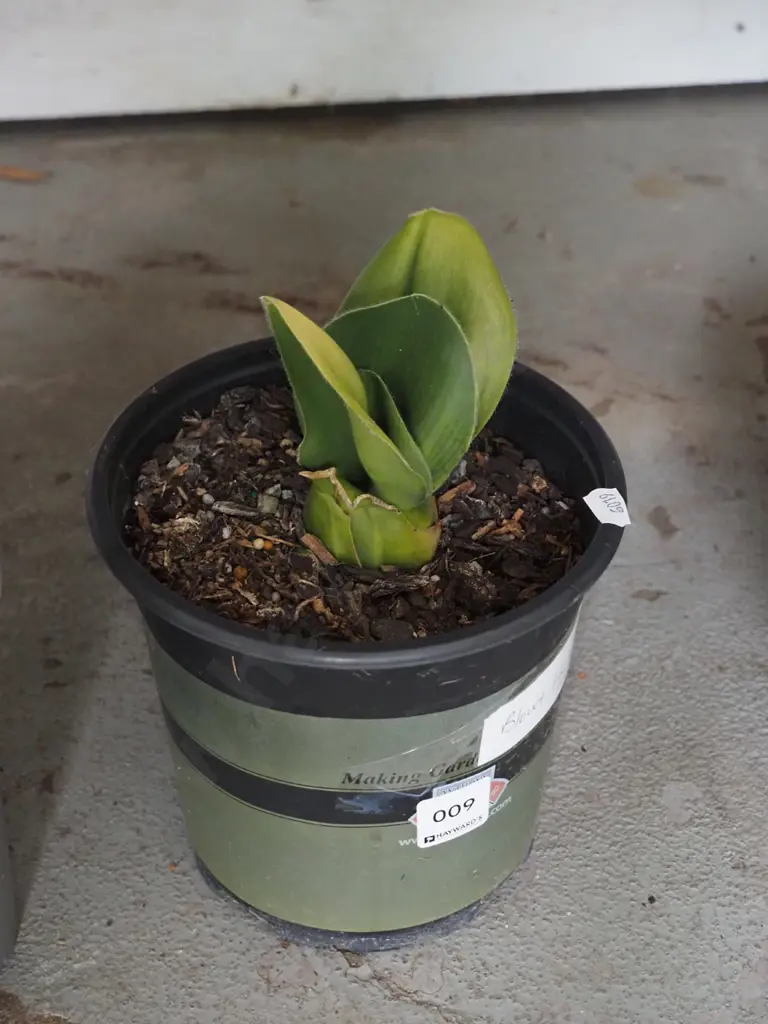potted blood lily - white flower Image 1++