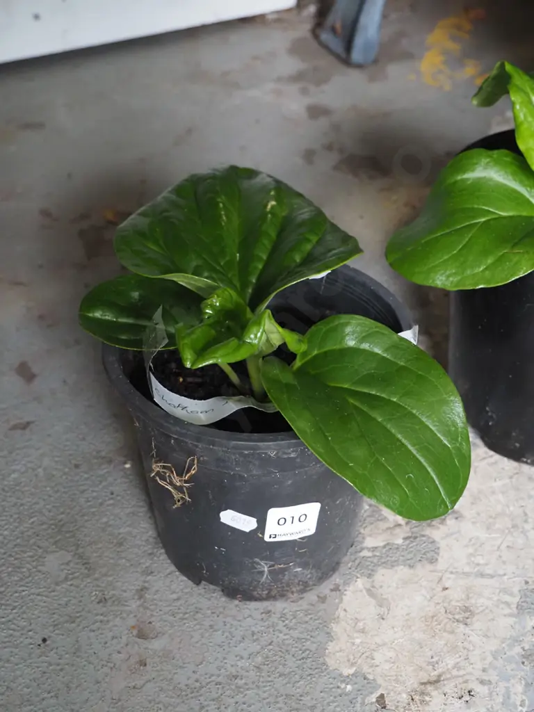 potted Chatham Island forget me not Image 1++