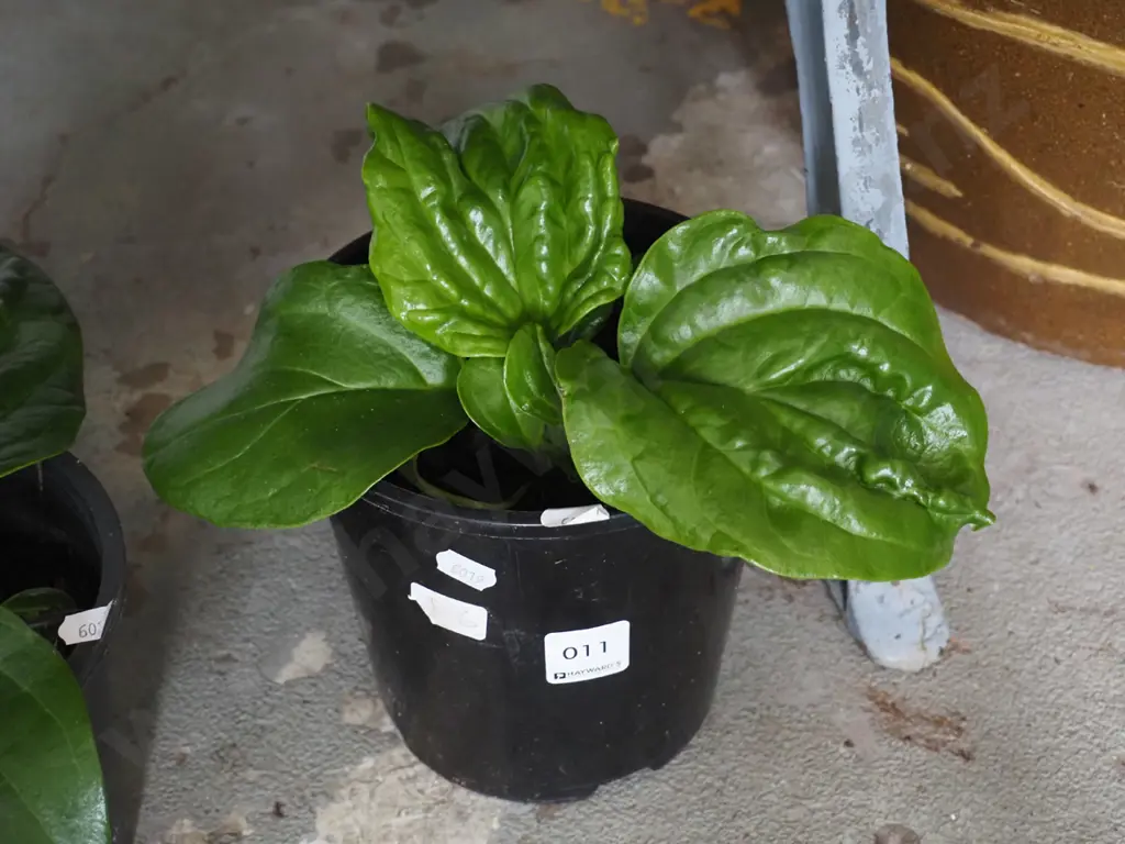 potted Chatham Island forget me not Image 1++