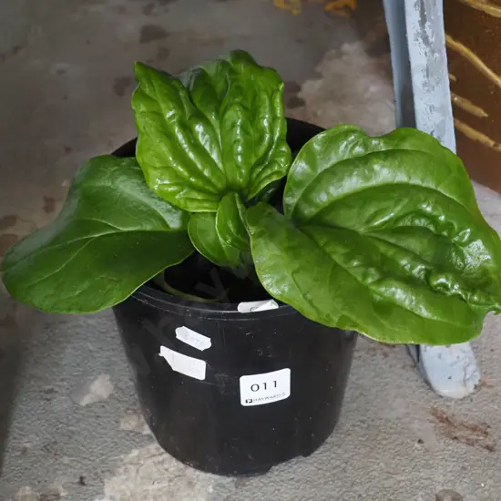 potted Chatham Island forget me not