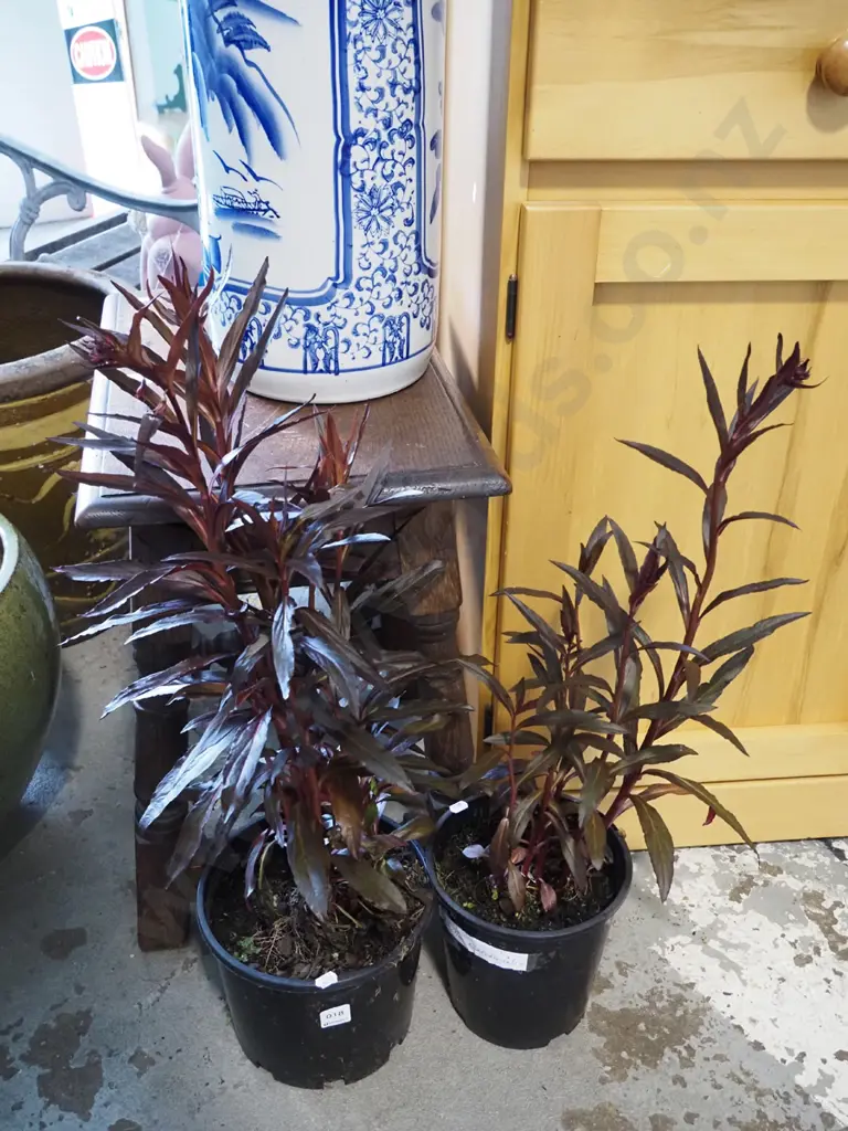 2x potted lobelia cardinalis Image 1++
