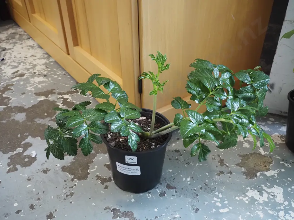 potted Angelica pachycarpa Image 1++