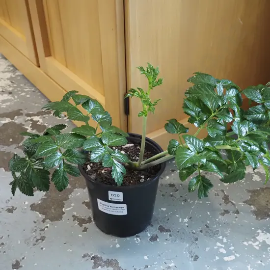 potted Angelica pachycarpa