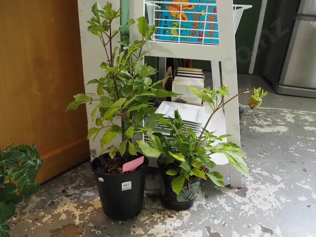2x potted dahlias Image 1++