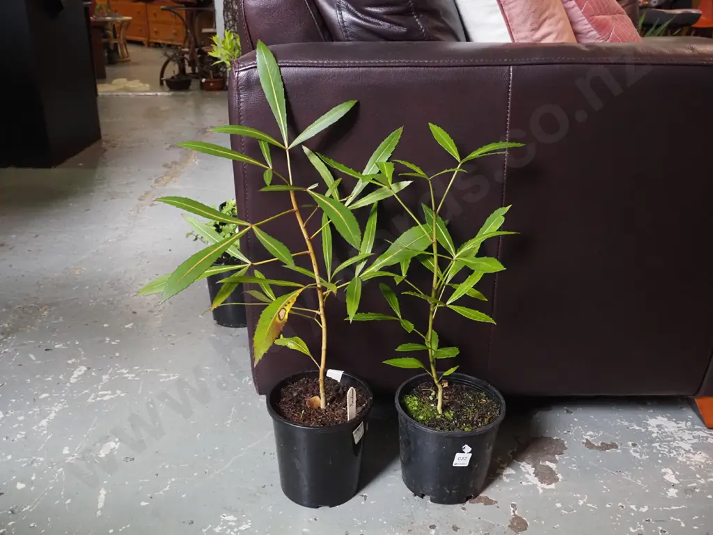 2x potted pseudopanax Image 1++