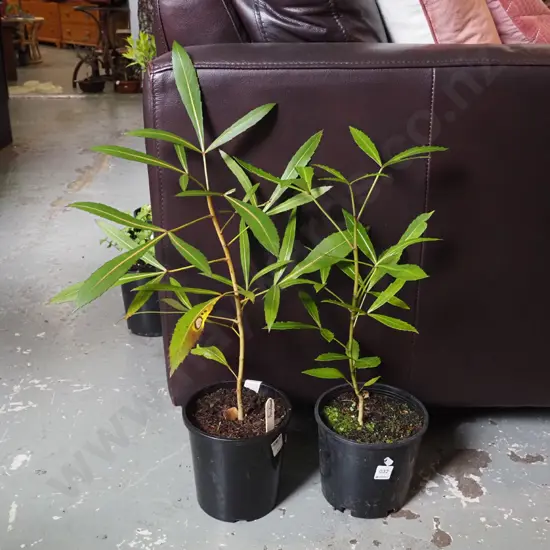 2x potted pseudopanax