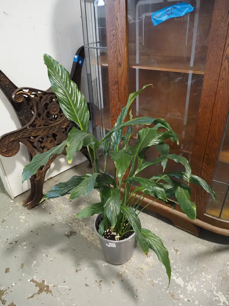 potted peace lily Image 1++