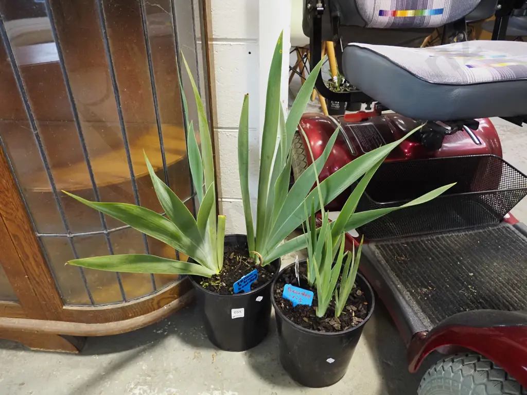 2x potted yellow and brown bearded irises Image 1++