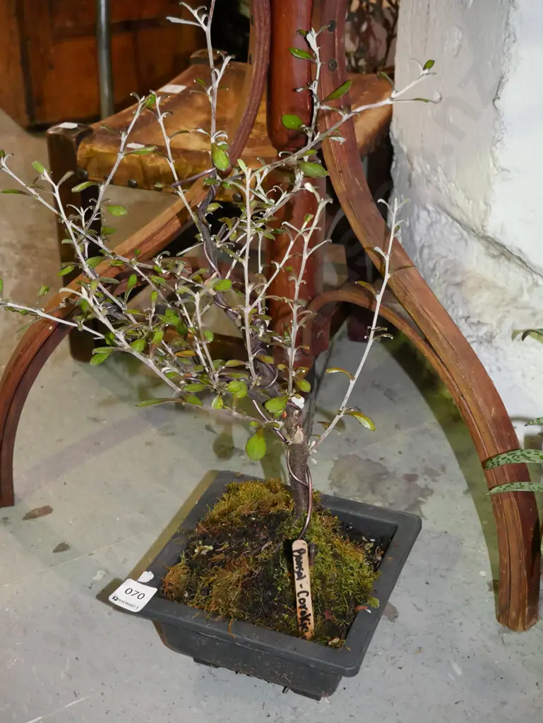 potted bonsai - corokia Image 1++