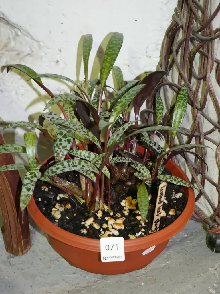 potted leopard leaf plant Image 1++