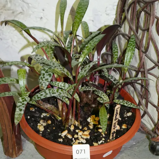 potted leopard leaf plant