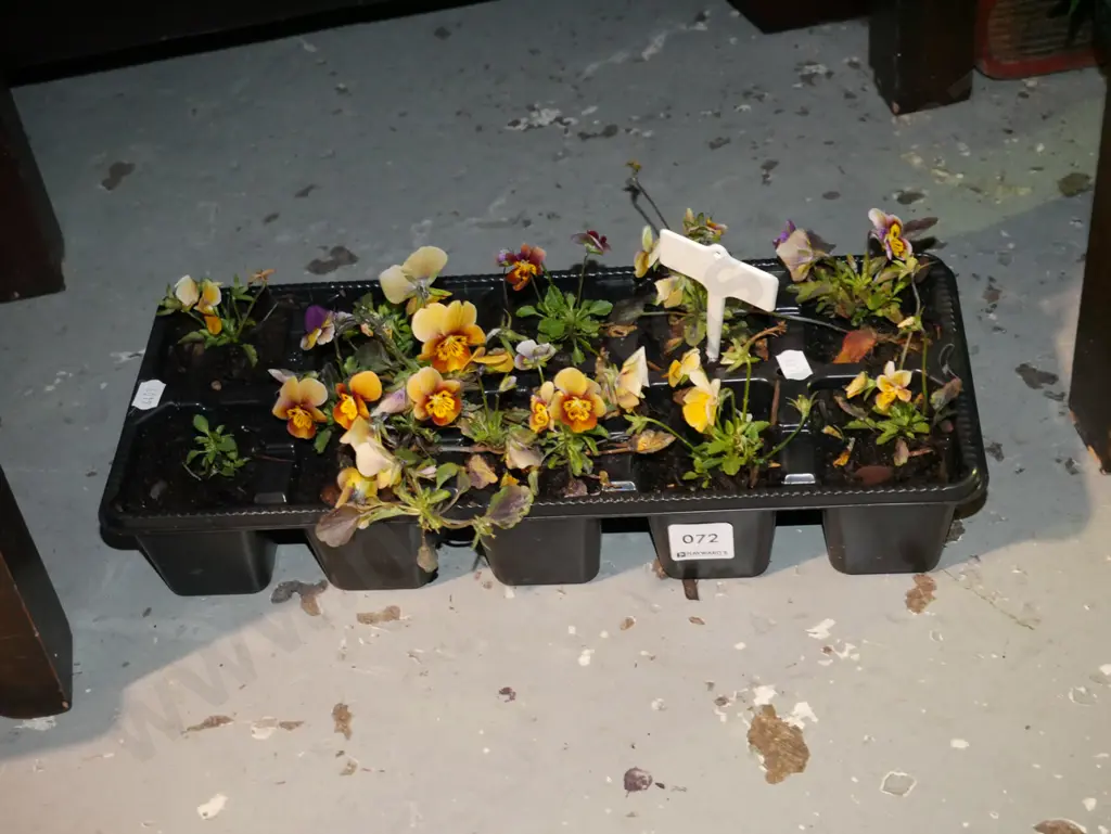 tray of potted pansies Image 1++