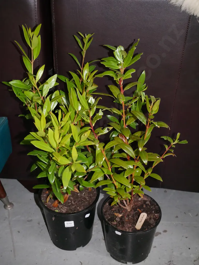 2x potted pohutukawa Image 1++