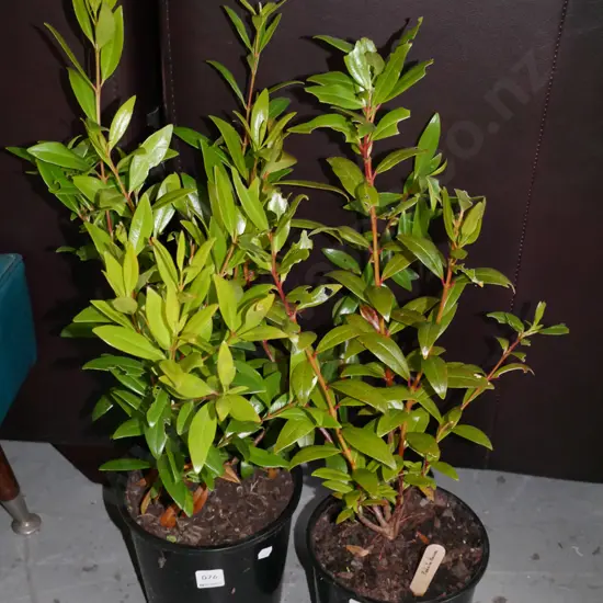 2x potted pohutukawa