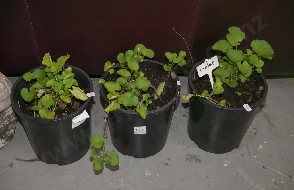 3x potted violets Image 1++