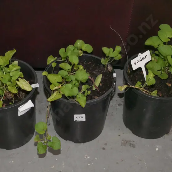 3x potted violets