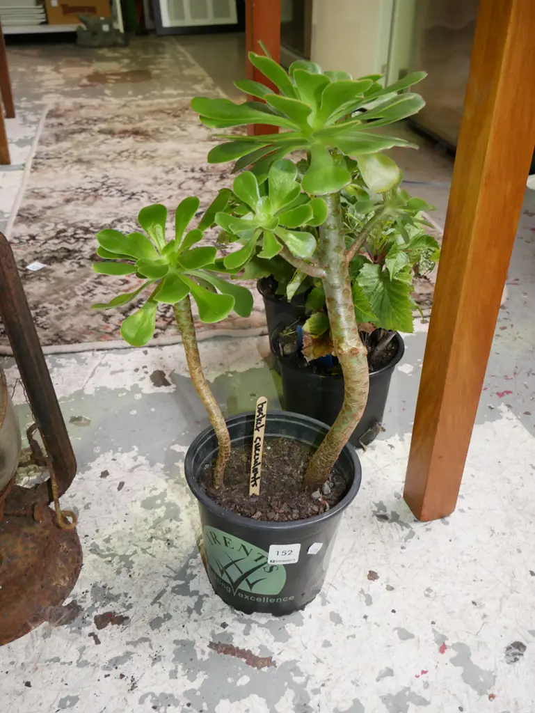 potted basket succulent Image 1++