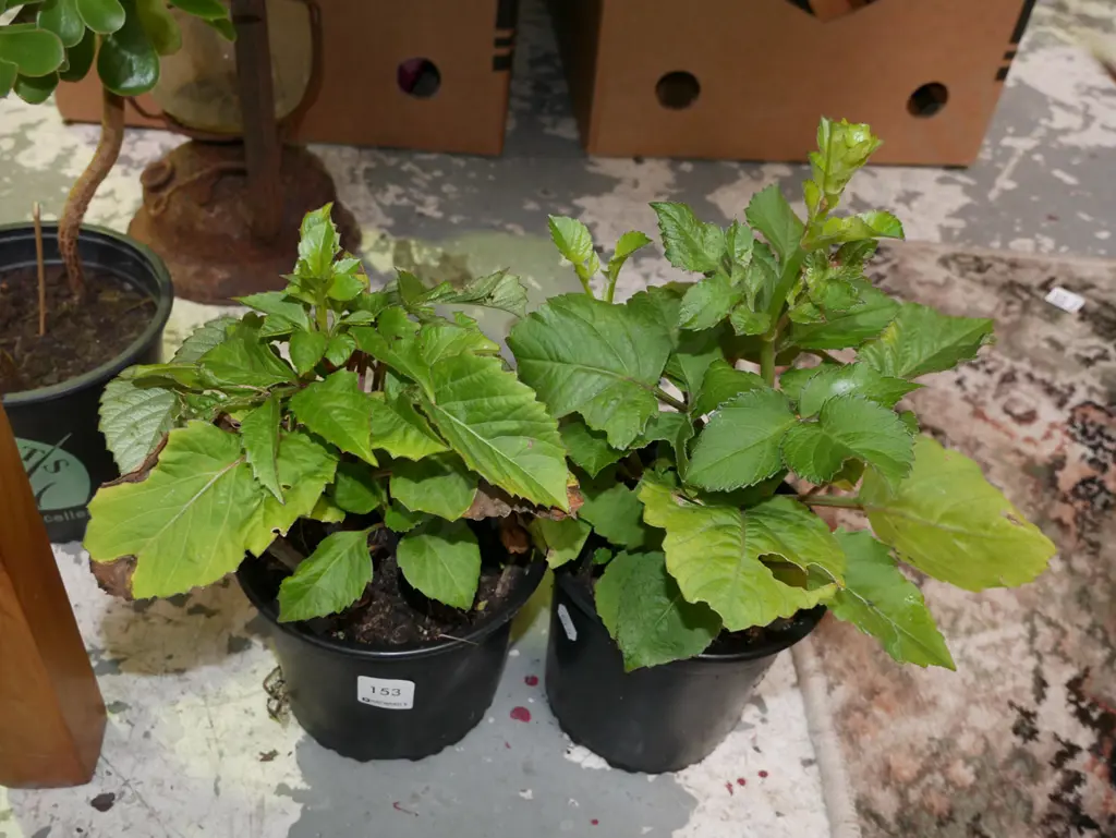 2x potted dahlias Image 1++