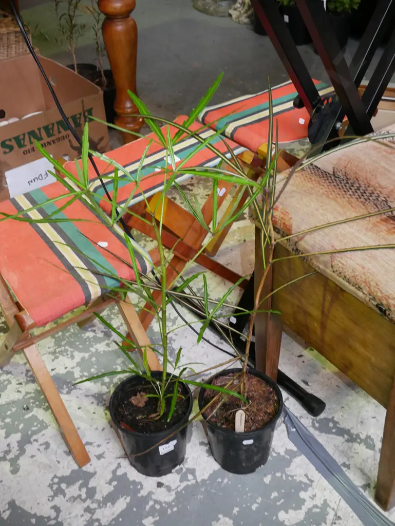 2x potted lancewoods Image 1++