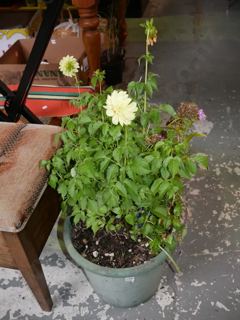 potted bluebells and dahlias Image 1++