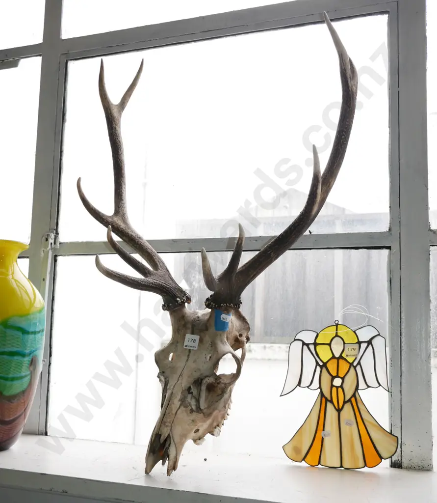 stag skull and horns Image 1++