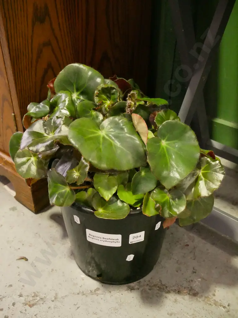 potted begonia beefsteak Image 1++