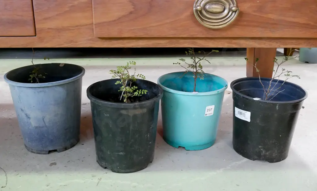 4x potted kowhai Image 1++