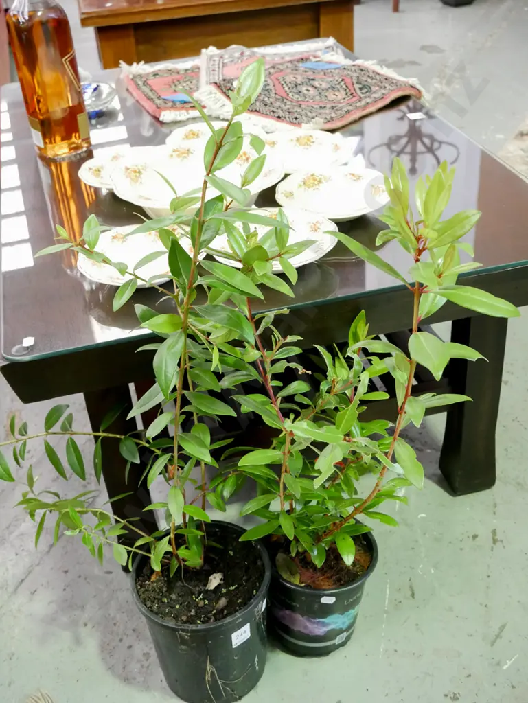 2x potted pohutukawa Image 1++