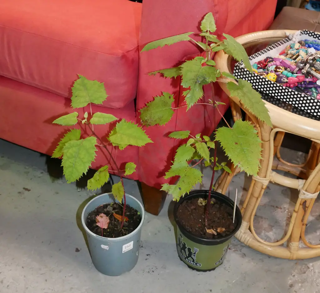 2x potted wine berries Image 1++