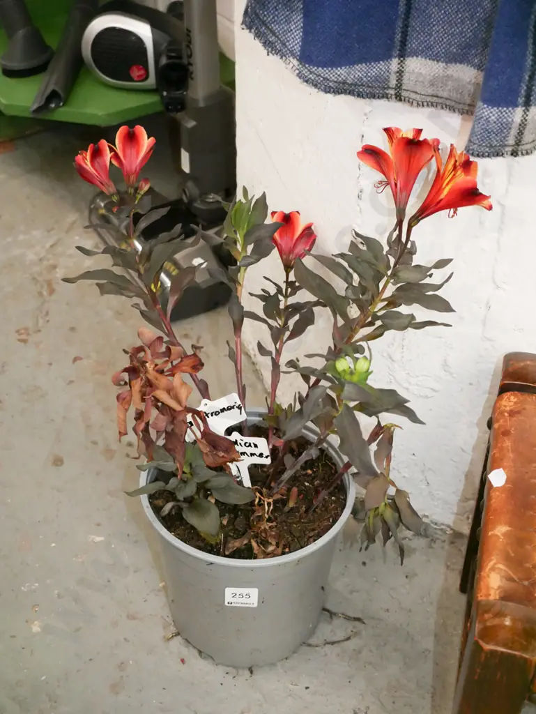 potted astroemeria - Indian Summer Image 1++