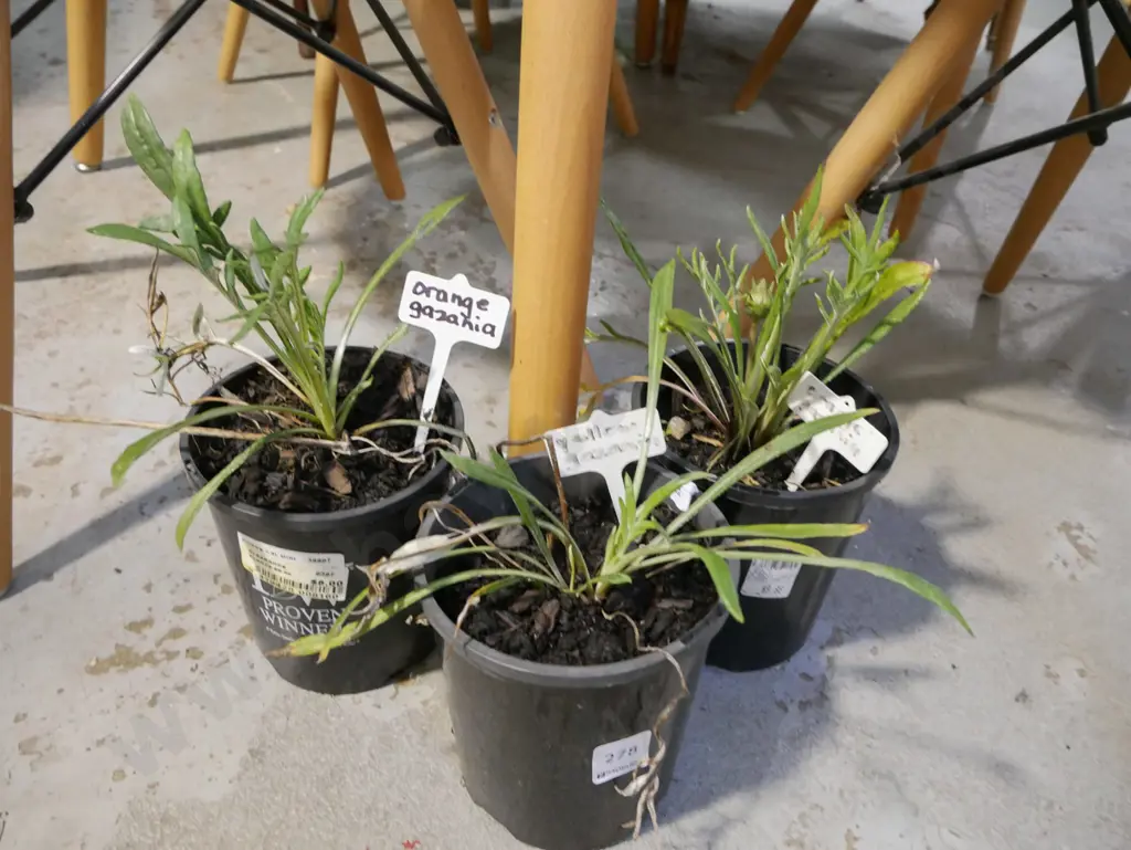 3x potted gazania - yellow and orange Image 1++