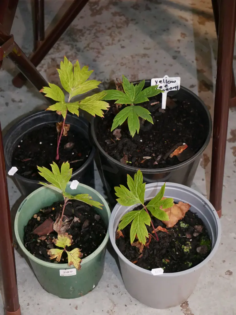 4x potted yellow tree peonies Image 1++