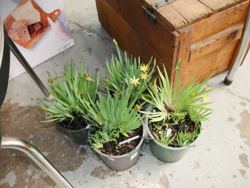 4x potted yellow eyed grasses Image 1++