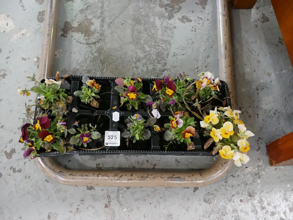 potted pansies Image 1++