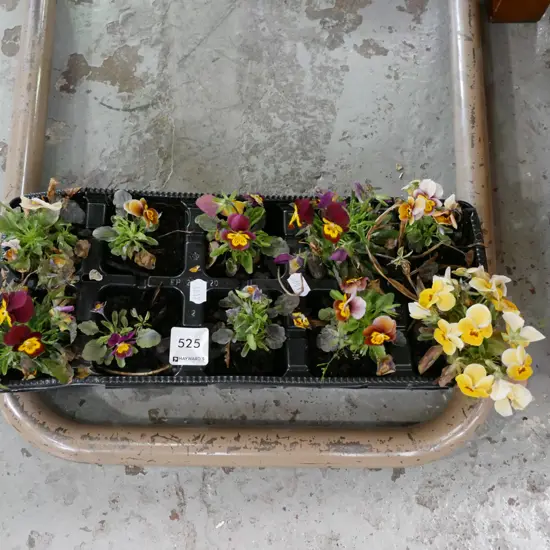 potted pansies