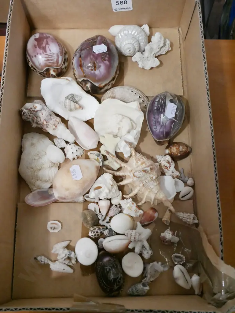 box of sea shells Image 1++