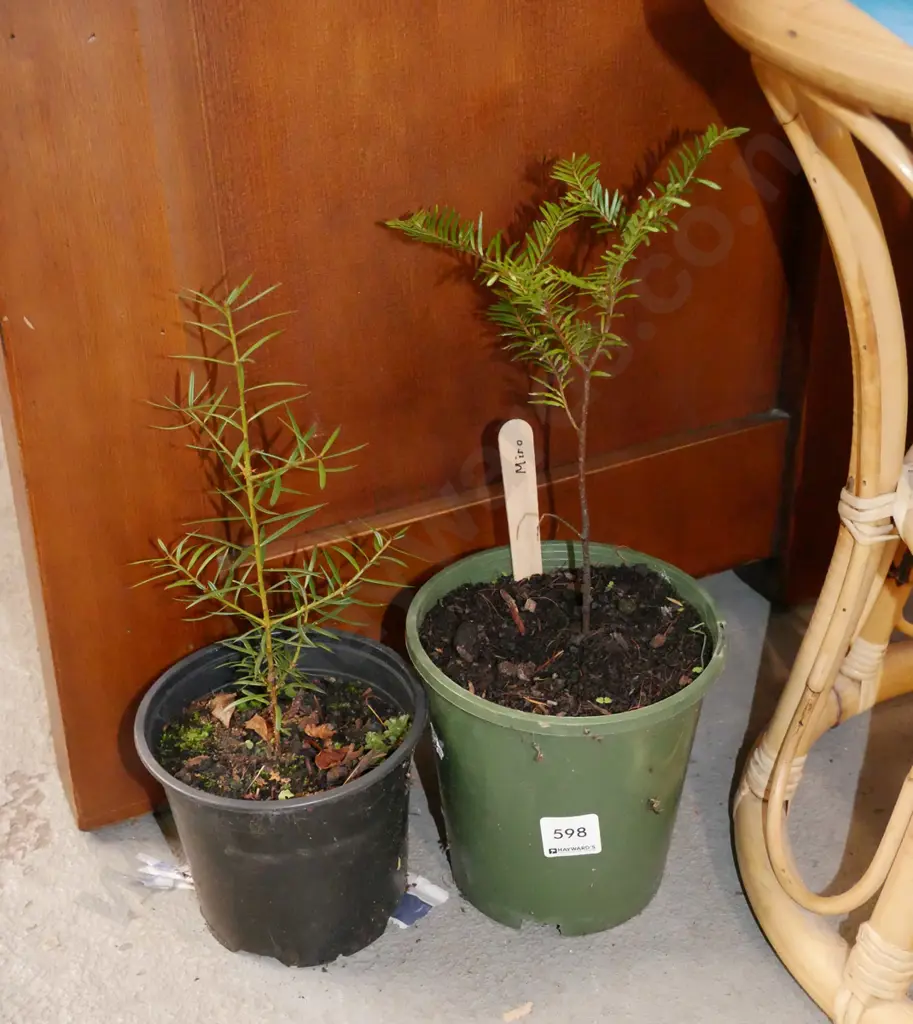 2x potted miro Image 1++