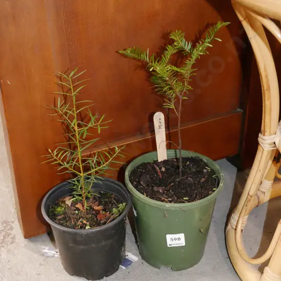 2x potted miro